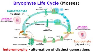 Bryophytes and the Life Cycle of Plants [upl. by Alley212]