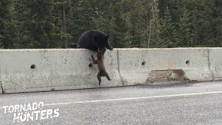 VIRAL Video Mama Bear Pulls Baby Bear Off Highway To Safety [upl. by Nnylaf]