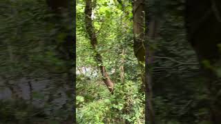 Pontcysllte Aqueduct visitwales travel nature canalwalk [upl. by Harned490]