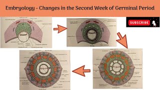 Changes in the Second Week of Germinal period  Changes in the Trophoblast amp Embryoblast [upl. by Guttery]