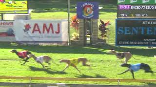 CapalabaThursday04072024Race8 [upl. by Borek319]