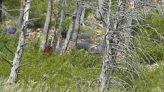 Bears that caused a traffic jam on Red Rock Parkway on June 27 2024 filmed as James drove [upl. by Sobel662]