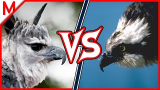 25💥Harpy Eagle vs Osprey  Sea vs Giant Otter winner [upl. by Norford]