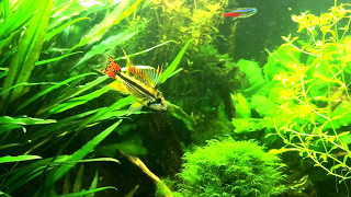 Apistogramma cacatuoides Breeding behaviour [upl. by Enyalb]