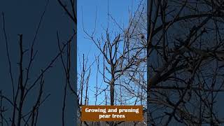 Growing and pruning pear trees [upl. by Pickering]