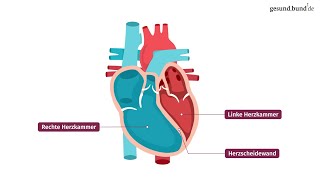Wie funktioniert das Herz [upl. by Elurd776]