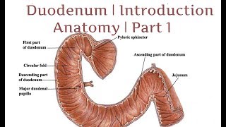 Duodenum  Introduction  Anatomy  Part 1 [upl. by Tega827]