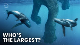 10 Most Powerful Prehistoric Animals That Ever Existed [upl. by Nilloc841]