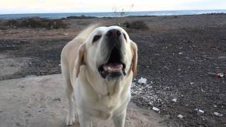 Bellender Labrador [upl. by Towbin]