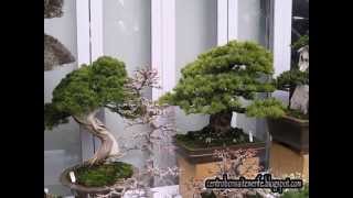 Bonsai market at the Green Club Part 6 Kokufu Bonsai Ten 2013 [upl. by Nwahsram206]