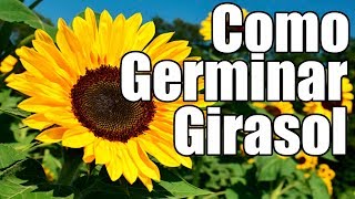 Semillas de Girasol Tostadas [upl. by Ji]