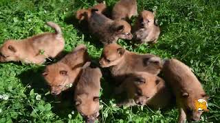 Щенки карелофинской лайки в июне 2024  Puppies of Finnish Spitz in June 2024 [upl. by Ahsed210]