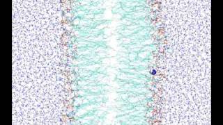 Water permeation through phospholipid membrane [upl. by Ennael]