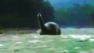 Animals Believe To Be Extinct Caught Alive On Camera [upl. by Hezekiah364]