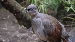 Lyrebird says quotNo sunblockquot [upl. by Rella]