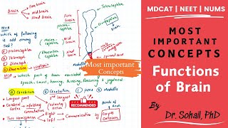 Functions of Brain  MDCAT  NEET  NUMS [upl. by Bevan]