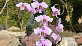 Моя птица Феникс Phalaenopsis schilleriana и её гибриды в коллекции [upl. by Nomahs]