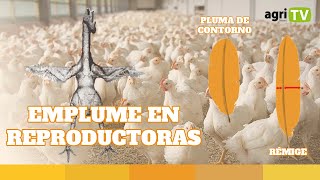 EMPLUME en REPRODUCTORAS PESADAS 🐓 ESTRUCTURA y COMPOSICIÓN de las PLUMAS [upl. by Atiuqiram]