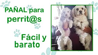 Cómo Hacer Un Pañal Para Cachorros [upl. by Felecia]