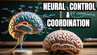 Neural Control and Coordination NCERT  Neural Control and Coordination Class 11 NCERT [upl. by Megan895]