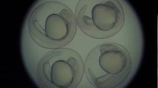 Zebrafish embryo development  24 hours in 46 seconds [upl. by Paula731]