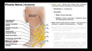 Phrenic Nerve  Functions Course amp Impact of C3C5 SCIs [upl. by Pell]