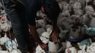 poultry farm day 33 routine hard work  broiler chicken feeding nutrition amp ventilation 1200 chicks [upl. by Pinchas]