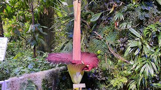 1stever corpse flower bloom at SFs CA Academy of Sciences underway How some describe the smell [upl. by Yasnyl]