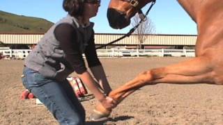 How to do stretching exercises with your horse [upl. by Artema360]