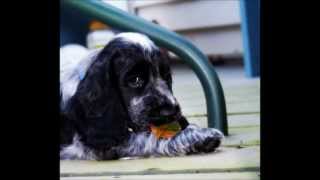 My Blue Roan English Cocker Spaniel growing up [upl. by Marlea]