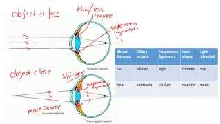 Accommodation in the eye focussing for IGCSE Biology [upl. by Morrison]