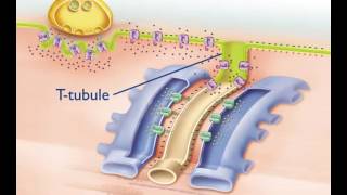 Excitation Contraction Coupling [upl. by Annauqaj176]