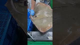 cut 30kg sting ray fypシ゚viral cuttingskils stingrays [upl. by Notlad]