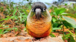 What is it Round  Green cheek conure sounds bird  parrot singing in the morning [upl. by Attlee346]