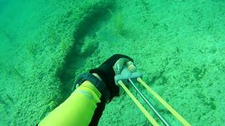 Spearfishing Bahama Hawaiian Sling 3 of 3 [upl. by Eugen30]