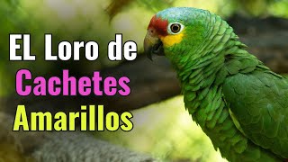 Loro Cachetes Amarillos Un ave en gran peligro RedLored Parrot [upl. by Keener]