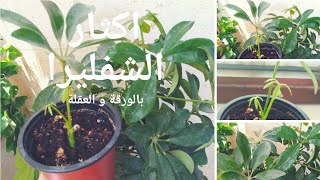 إكثار الشفليرا بالعقل و الأوراق بسهولة schefflera propagation from leaf [upl. by Eiuqnom478]