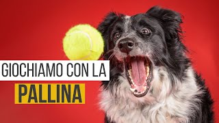 Come farsi riportare la pallina dal cane [upl. by Ieppet]