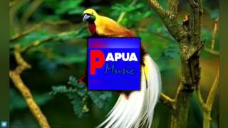 Papua Music  hollandia 98 surga dari timur tanahku papua [upl. by Lotsirhc]