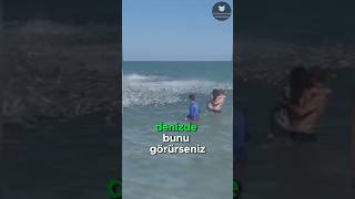 Denizde Bunları Görürseniz Kaçın 🏃💨🐟😱 [upl. by Nayrda540]