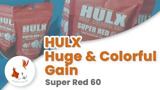 HULX Red  Huge amp Colorful Gain Super Red 60 by HULX Fish Food Asia [upl. by Iemaj]