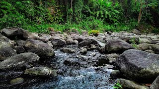 River Creek Sounds Running Water Soft Relaxation Morning Nature Music for Positive Energy [upl. by Alderson]