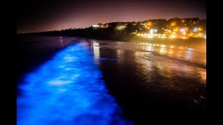 Stunning bioluminescence in the ocean in La Jolla CA [upl. by Iznek]