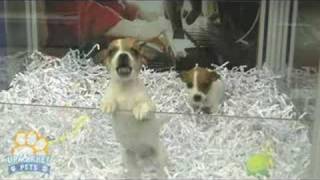 Jack Russell X Chihuahua puppies [upl. by Turino]