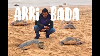 The Dancing Olive Ridley Turtles of Odisha  Arribada at Rushikulya [upl. by Tove]