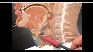 structure of epiglottis amp glottis [upl. by Dwayne955]