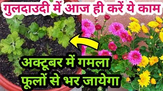 How to grow chrysanthemum Guldaudi Chrysenthemum Guldaudi plant care amp fertilizergreenhouse [upl. by Krispin]