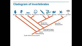 Biology Lecture 9 2C Cladogram of Invertebrates [upl. by Aluap213]