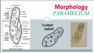 Paramecium caudatum Habitat amp Morphology part 1 external structure [upl. by Ardath541]