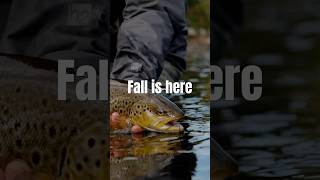 BEST FLY FOR FALLflyfishing fly river trout carp salmon outdoors naturefish brownfly nr [upl. by Ellohcin]